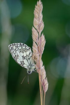 A checkerboard butterfly on a grass plant in a meadow.