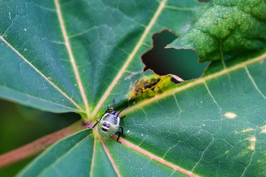 Close-up of a green stink bug, Palomena prasina on a leaf.