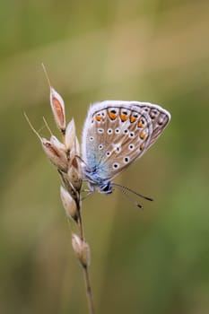 A blue butterfly on a grass plant. There are many species of blue butterflies.
