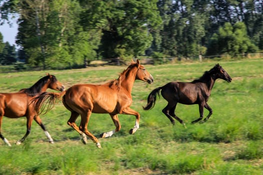Horse grazing in a green meadow in the summer sunny day. A horse, a herd of horses grazing in a paddock.