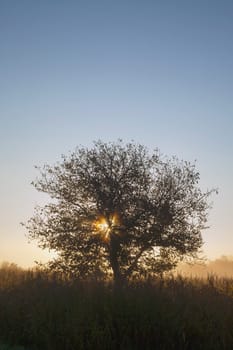 Siluette of a tree on a sunset  background..