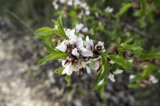 Detail of wild tree with white flowers in the field