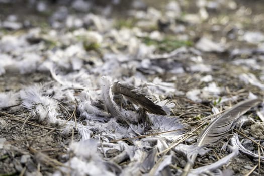Detail of wild bird feathers in a forest, animal death