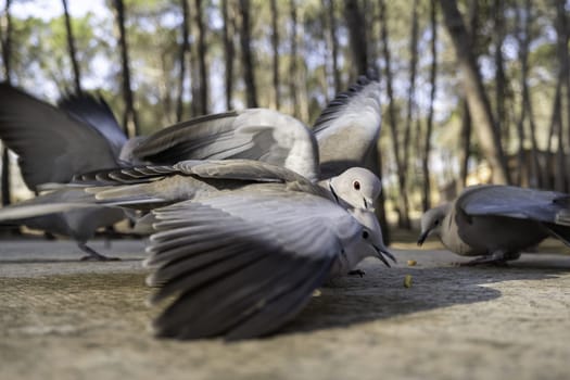 Detail of wild birds in nature, feeding and animal protection