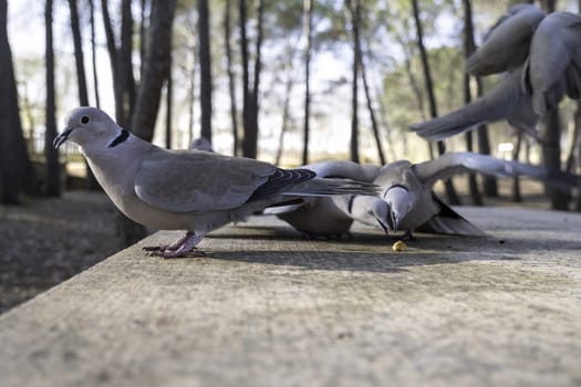 Detail of wild birds eating in nature, fauna