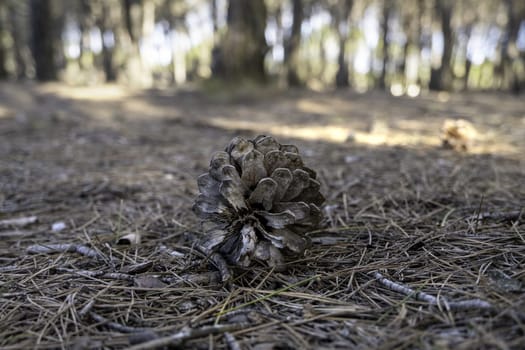 Detail of dry fruit of the pine, nature and environment in a forest