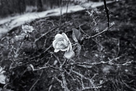 Detail of aromatic flower in nature, natural aroma
