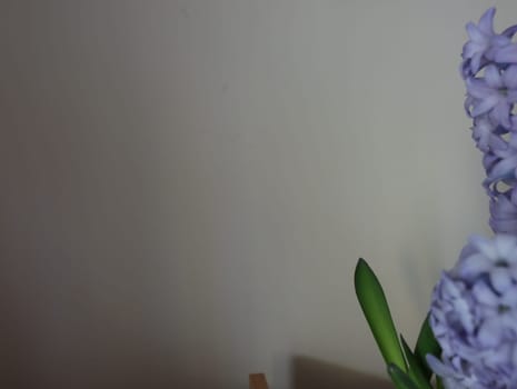 beautiful natural flowers aromatic spring romanticism gift