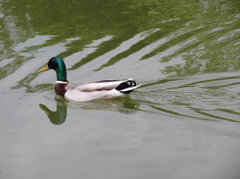 duck bird feathers swimming colors beak fly beautiful
