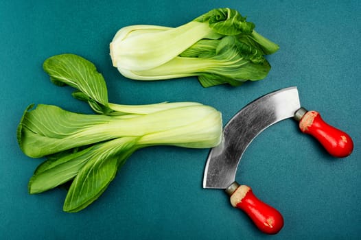 Fresh Bok Choy or Chinese cabbage on the table