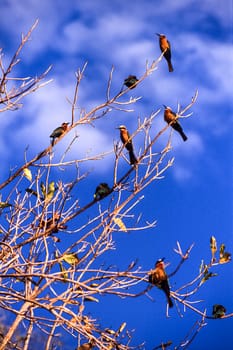 Whitefronted Bee-eater (Merops bullockoides), Selous Game Reserve, Morogoro, Tanzania, Africa