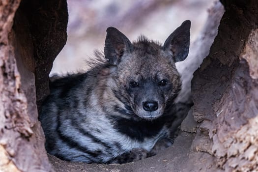 Striped hyena (Hyaena hyaena sultana) in the hollow of a tree