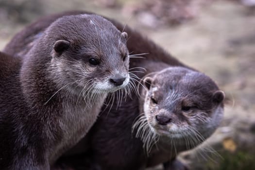 Two asian small clawed otters, Aonyx cinereus