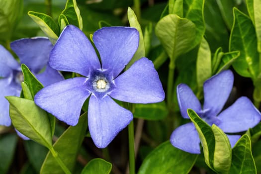 Purple blue flowers of periwinkle, vinca minor
