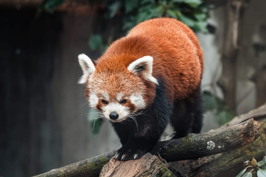 Red panda on a tree, Ailurus Fulgens