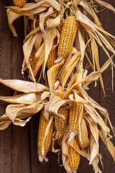 Ripe dried corn cobs hanging on wood background