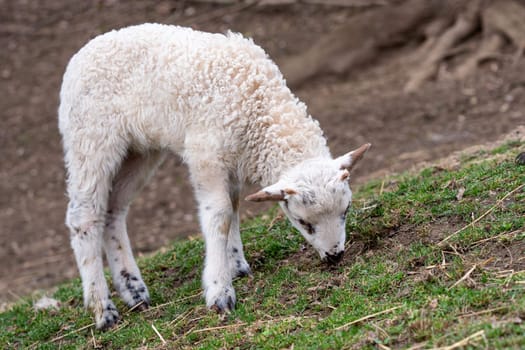Lamb is grazing on the grass