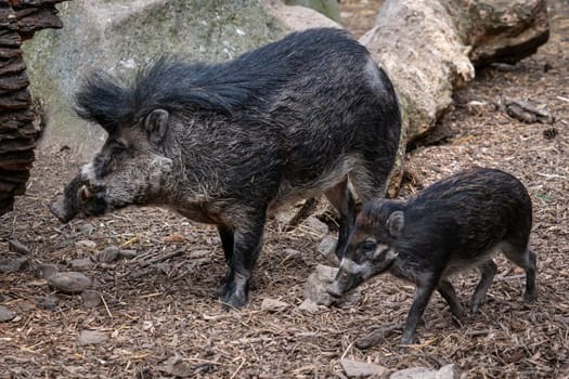 Rare visayan warty pig and piglet, Sus cebifrons negrinus