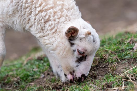 Lamb is grazing on the grass