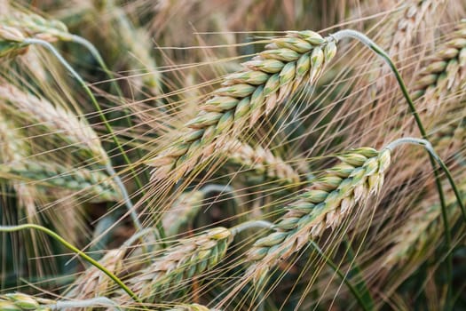 Green wheat in the field