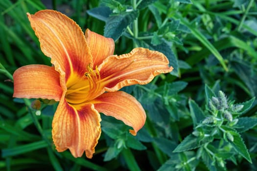 Orange asiatic lily flower in the garden