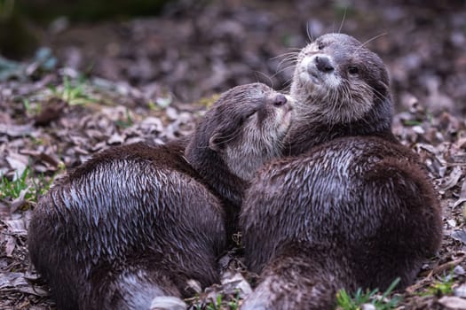 Two asian small clawed otters, Aonyx cinereus