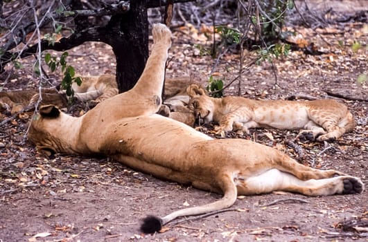 Lion (Panthera leo), Selous Game Reserve, Morogoro, Tanzania, Africa