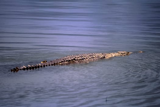 Nile Crocodile (Crocodylus niloticus, Selous Game Reserve, Morogoro, Tanzania, Africa.