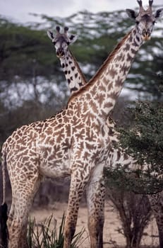 Giraffe (Giraffa camelopardalis, Selous Game Reserve, Morogoro, Tanzania, Africa