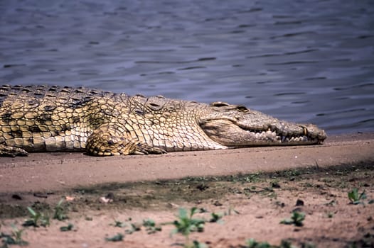 Nile Crocodile (Crocodylus niloticus, Selous Game Reserve, Morogoro, Tanzania, Africa