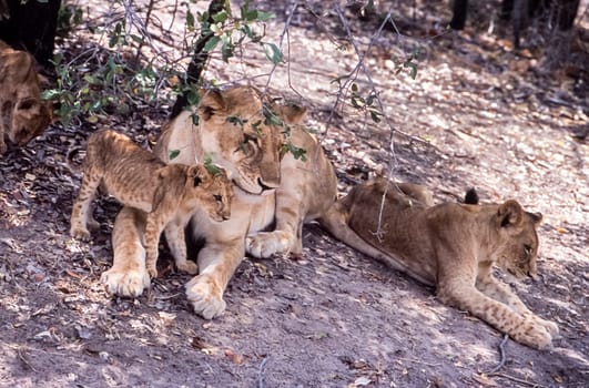 Lion (Panthera leo), Selous Game Reserve, Morogoro, Tanzania, Africa