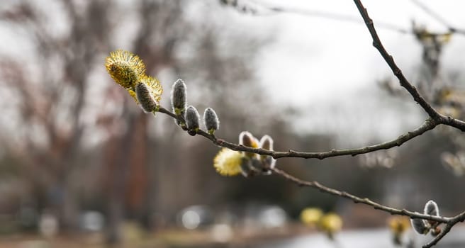 Blooming tree in springtime with copy space