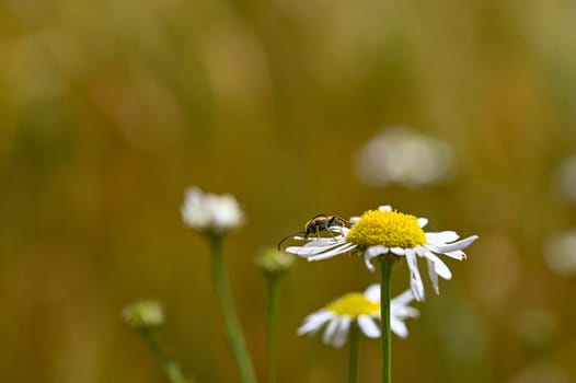 A red-necked beetle (Stictoleptura rubra) with lots of pollen on the body, on a white yellow flower in nature