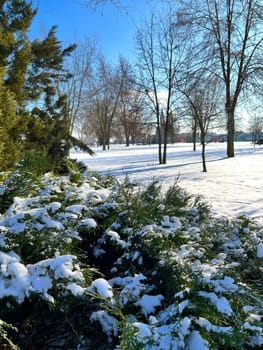 winter landscape - trees and bushes in a winter park