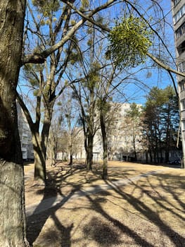 mistletoe is a parasite plant on a tree in the city