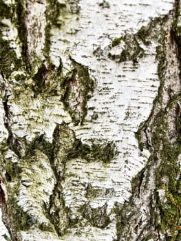 a close-up photo of birch bark