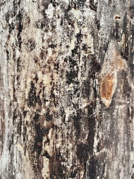 a close-up photo of the bark of a pine tree