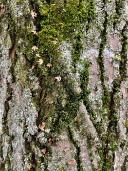 close-up photo of pine bark with moss