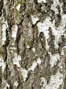 a close-up photo of birch bark