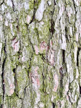 close-up photo of pine bark with moss