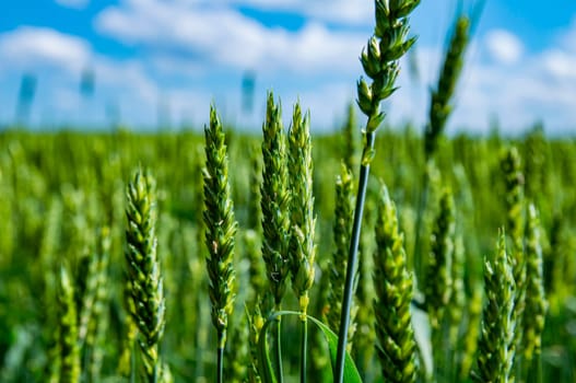 Spikelets of wheat in a farming field against a blue sky with white clouds. Spikelet of wheat. Farming field. Agricultural industry. Blue sky with white cumulus clouds. Ecological products.
