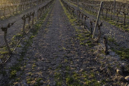 Old vineyard for the wine, fruit and alcoholic beverage industry