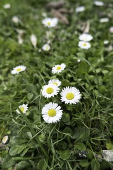 Detail of wild flowers in the environment, natural and healthy life
