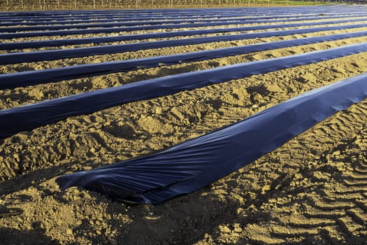 Detail of asparagus cultivation field, industry and agriculture, vegetable