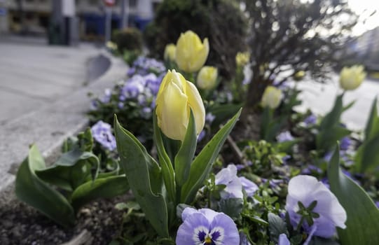 Detail of decorative flowers in the city, aroma and nature