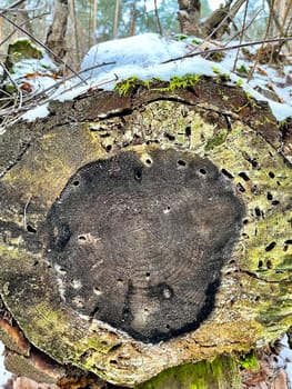 iin winter there is a pine log house in the forest covered with green moss and snow