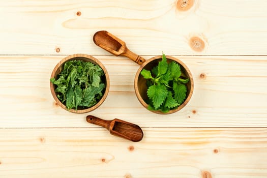 Fresh and dried nettle leaves with wooden spoon on the table. Medicinal plant