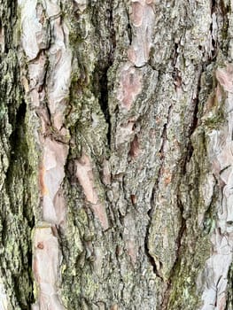 a large photo of the bark of a poplar tree covered with moss