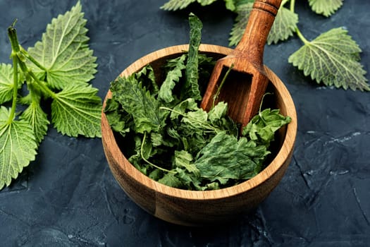 Fresh and dried nettle leaves with wooden spoon on the table. Medicinal plant