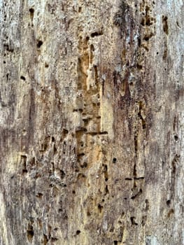 a close-up photo of the bark of a pine tree